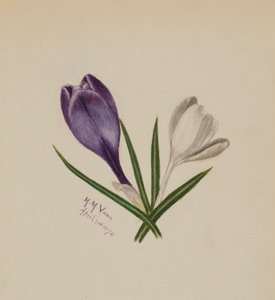 Utan titel (krokusar) av Mary Vaux Walcott