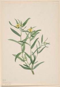 Utan titel (studie av blommor) av Mary Vaux Walcott