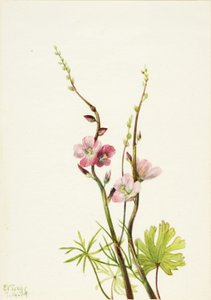 Utan titel (studie av blommor) av Mary Vaux Walcott