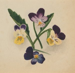 Utan titel (penséer) av Mary Vaux Walcott