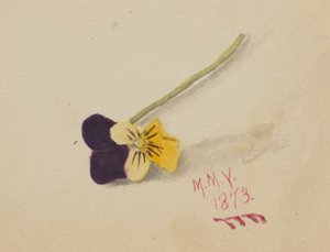 Utan titel (pensé) av Mary Vaux Walcott