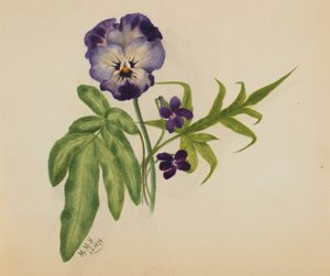 Utan titel (pensé) av Mary Vaux Walcott