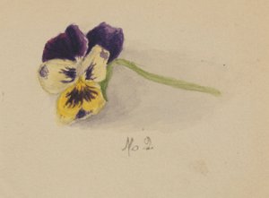 Utan titel (pensé) av Mary Vaux Walcott