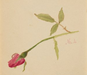 Utan titel (ros) av Mary Vaux Walcott