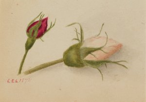 Utan titel (Rosenknoppar) av Mary Vaux Walcott