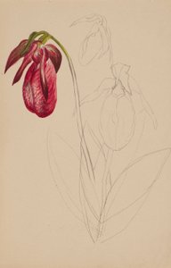 Utan titel (ofullbordad skiss) av Mary Vaux Walcott