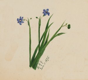 Utan titel, 1875. av Mary Vaux Walcott