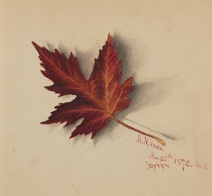 Utan titel höstlöv, 1872. av Mary Vaux Walcott