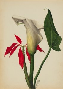 Utan titel Calla Lily, 1877. av Mary Vaux Walcott