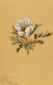 Untitled Flower Study, 1883. av Mary Vaux Walcott
