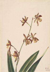 Untitled Flower Study, 1924. av Mary Vaux Walcott
