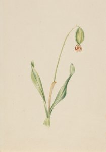 Untitled Plant Study, ca. tidigt 1930-tal. av Mary Vaux Walcott