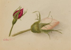 Rosebuds utan titel, 1874. av Mary Vaux Walcott