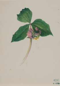 Utan titel, ca. 1920. av Mary Vaux Walcott