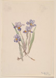 Jungfru Marie nycklar (Iris verna) av Mary Vaux Walcott