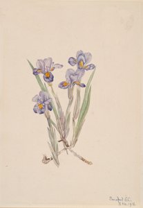 Vernal Iris Iris verna, 1918. av Mary Vaux Walcott