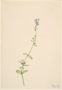 Veronica serpyllifolia av Mary Vaux Walcott