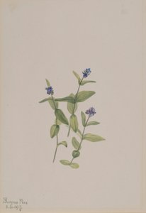 Veronica ormskjoldii av Mary Vaux Walcott