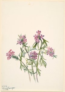Vervain (Verbena wrightii) av Mary Vaux Walcott
