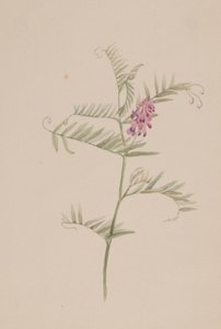 Vicia americana av Mary Vaux Walcott