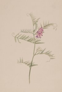 Amerikansk vicker, ca. 1917-1918. av Mary Vaux Walcott