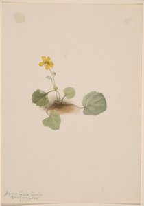 Viola orbiculata av Mary Vaux Walcott