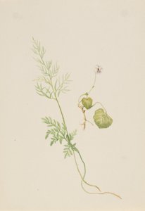 Viola palustris, ca. 1917-1918. av Mary Vaux Walcott