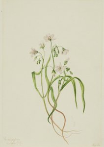 Virginia Springbeauty Claytonia virginica, 1919. av Mary Vaux Walcott