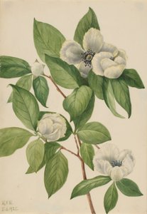 Stewartia från Virginia (Stewartia malachodendron) av Mary Vaux Walcott