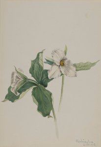 Väckarklocka (Trillium grandiflorum) av Mary Vaux Walcott