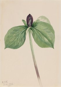 Wake-Robin Trillium fastsittande, 1920. av Mary Vaux Walcott