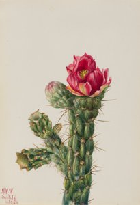 Gångsticka Cholla (Opuntia imbricata) av Mary Vaux Walcott