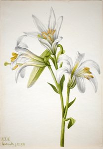 Washingtonlilja (Lilium washingtonianum)