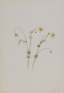 Vattenkråkfot (Batrachium trichophyllum) av Mary Vaux Walcott