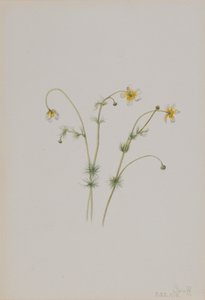 Vattenkråkfot Batrachium trichophyllum, 1918. av Mary Vaux Walcott