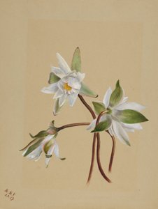 Näckrosor (Castalia odorata) av Mary Vaux Walcott