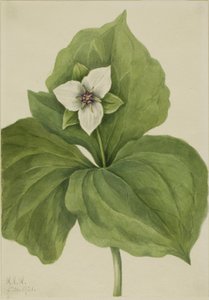 Wax Trillium (album av Trillium) av Mary Vaux Walcott