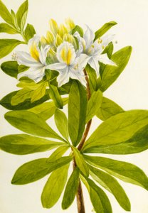 Västlig azalea (Rhododendron occidentale) av Mary Vaux Walcott