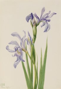 Västlig blå flagga (Iris missouriensis) av Mary Vaux Walcott