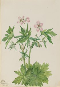 Västra Cranesbill Geranium viscosissimum, 1925. av Mary Vaux Walcott