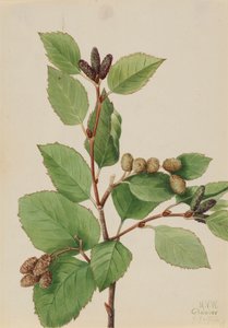 Västra grönalren Alnus sinuata, 1922. av Mary Vaux Walcott