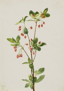 Western Menziesia Menziesia glabella, 1924. av Mary Vaux Walcott
