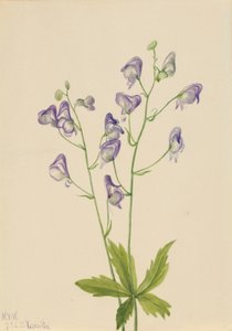 Västlig monke (Aconitum columbianum) av Mary Vaux Walcott