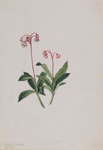 Västlig pipsissewa (Chimaphila umbellata) av Mary Vaux Walcott