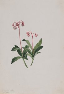 Western pipsissewa Chimaphila umbellata, 1902.