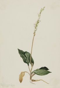 Western Rattlesnake som bedrar Groblad Peranium, 1905. av Mary Vaux Walcott