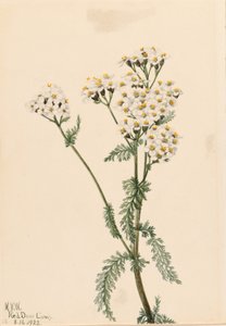 Rölleka (Achillea lanulosa) av Mary Vaux Walcott