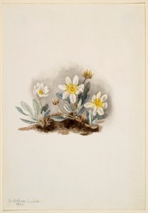 Vit dryad (Dryas octopetala) av Mary Vaux Walcott