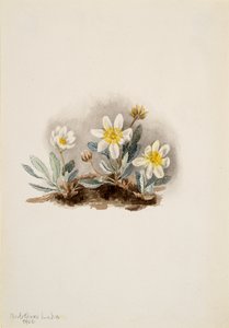 White Dryad Dryas octopetala, 1902. av Mary Vaux Walcott