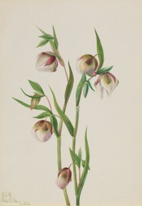 Vit älvlykta (Calochortus albus) av Mary Vaux Walcott